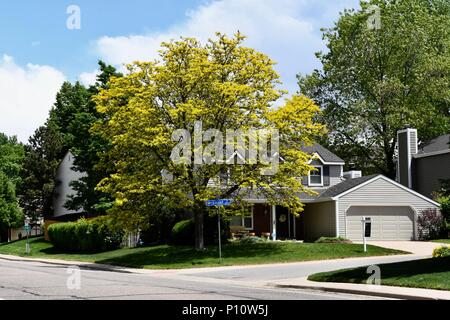 Baum im Vorgarten in Centennial Colorado Stockfoto