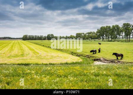 Typische Landschaft des geschnitzten Felder in Holland mit klassischen Bauernhof Pferde und Kühe. edam Niederlande. Stockfoto