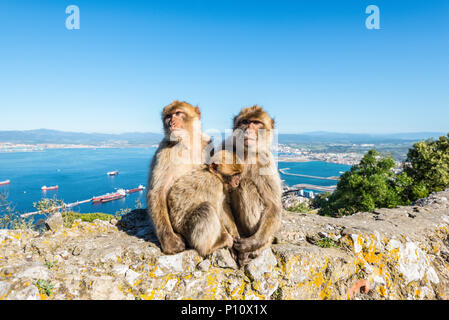 Berühmte wild Barbary macaques Familie, entspannen in Gibraltar Rock sind Stockfoto