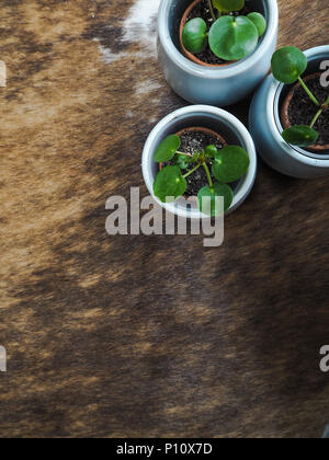 Drei baby Pilea peperomioides oder Pfannkuchen Anlage (Urticaceae) auf einem kuhfell Teppich Stockfoto