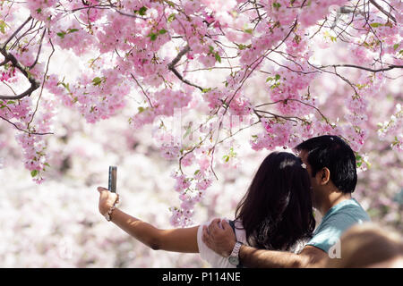 Paar unter selfie unter Kirschblüten Bäume in Stockholm Kungsträdgården Stockfoto