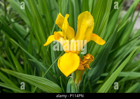 Iris pseudacorus yellow iris Iridaceae Gelbe Flagge Stockfoto