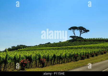 Die Weinberge von Buttrio in einem Sommertag. Collio Friulano, Provinz Udine, Friaul-Julisch-Venetien, Italien Stockfoto