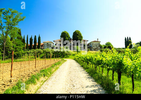 Die Weinberge von Buttrio in einem Sommertag. Collio Friulano, Provinz Udine, Friaul-Julisch-Venetien, Italien Stockfoto