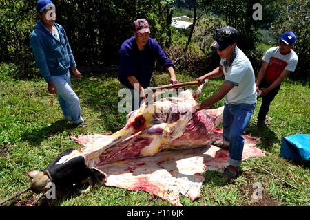 Peeling Kuh - Fiestas de la Asuncion in Huaringas HUARHUAR 'Las' - HUANCABAMBA.. Abteilung von Piura. PERU Stockfoto