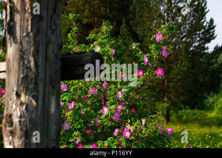 Gartenzaun mit kletternden Rosen Hagebutten. Schönen von Frühjahr bis Sommer Stockfoto