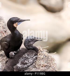 Zwei Brandts Kormoran Vögel auf den Klippen in La Jolla, Kalifornien Stockfoto