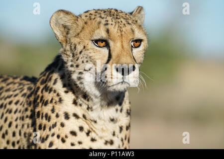 Geparden in Namibia Stockfoto