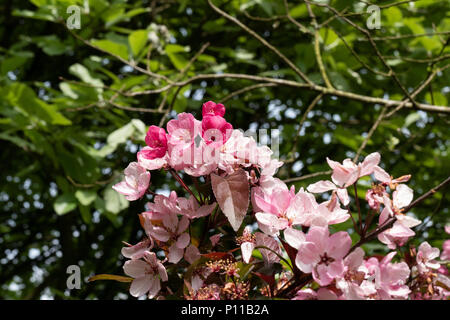 Pink Cherry Blossom ist ein sicheres Zeichen von Frühling und Sommer mit grünen Blättern auf der Rückseite Stockfoto