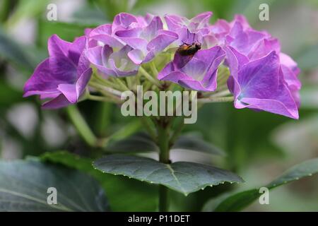 Violett gefärbt Hortensie Hortensie Blume in Nahaufnahme mit einem Insekten fliegen, brachycera Stockfoto