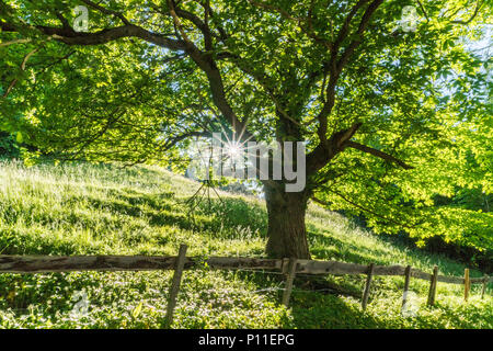 Sommer Baum in üppigem Grün mit Sonnenlicht durch und rustikaler Zaun und Straße in den Vordergrund Stockfoto