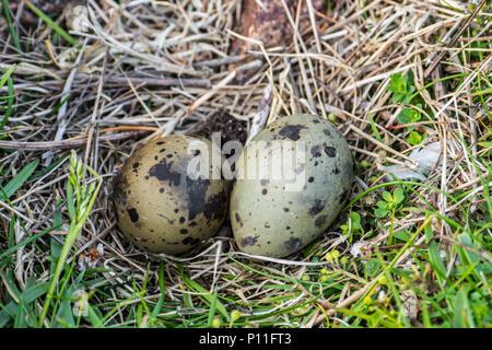 Küstenseeschwalbe (Sterna Paradisaea) typische Kupplung von zwei Melliert und getarnte Eier im Nest, Depression im Boden Stockfoto