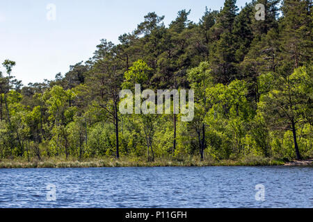 Tiresta durch National Park in der Nähe der Stadt Stockholm Stockfoto