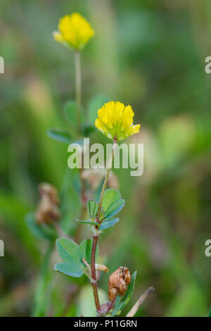 Gelbe Blüten der weniger Kleeblatt, auch als Säugling Klee oder wenig hop Klee bekannt Stockfoto