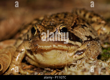 Nahaufnahme einer Moor Frog, Rana arvalis Stockfoto