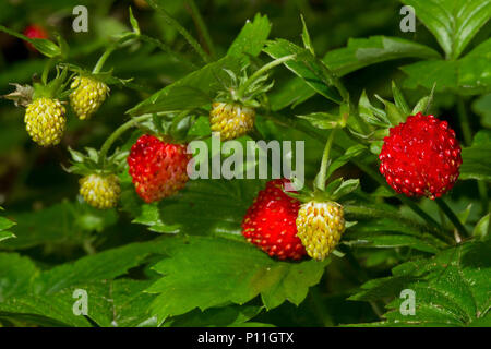 Wilde Erdbeeren auf einer Anlage, einige Reif und Rot und einige noch Unreife und Gelb Stockfoto