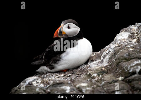 Puff saß auf Felsvorsprung Stockfoto