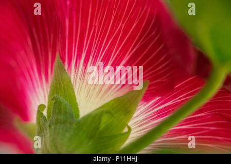 Roter Hibiskus Stockfoto