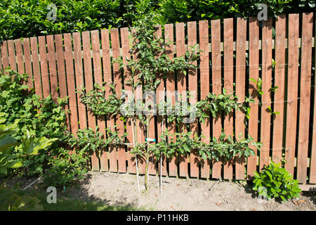 Wie man ein Spalier apple tree maximale Frucht zu yeald Prune Stockfoto