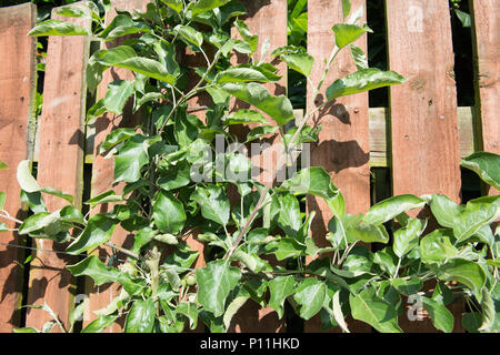 Wie man ein Spalier apple tree maximale Frucht zu yeald Prune Stockfoto