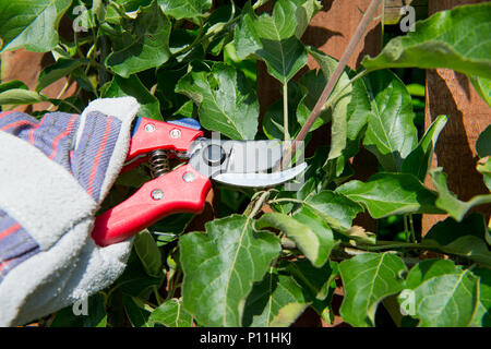 Wie man ein Spalier apple tree maximale Frucht zu yeald Prune Stockfoto