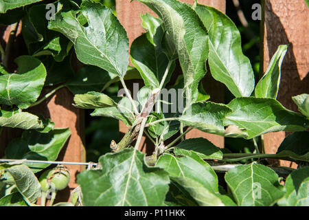 Wie man ein Spalier apple tree maximale Frucht zu yeald Prune Stockfoto