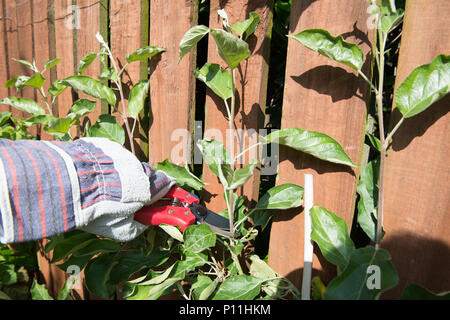 Wie man ein Spalier apple tree maximale Frucht zu yeald Prune Stockfoto