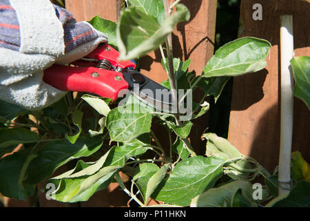 Wie man ein Spalier apple tree maximale Frucht zu yeald Prune Stockfoto