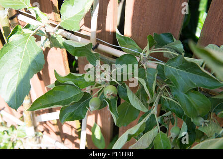 Wie man ein Spalier apple tree maximale Frucht zu yeald Prune Stockfoto