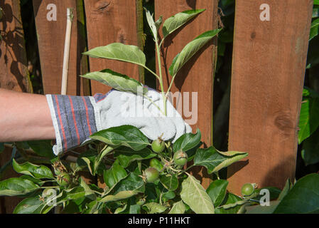 Wie man ein Spalier apple tree maximale Frucht zu yeald Prune Stockfoto