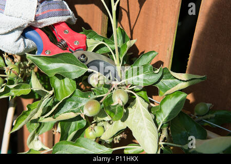 Wie man ein Spalier apple tree maximale Frucht zu yeald Prune Stockfoto