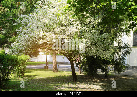 Sibirische Crab Apple, Manchurian Crab Apple oder Chinesischen Crab Apple, Malus Whipplei in der Blüte. Weiße Blumen wachsen auf blühenden Baum im Park. Polen. Stockfoto