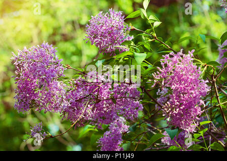 Lila oder Flieder, Syringa vulgaris in der Blüte. Zweig mit lila Blüten wachsen auf lila blühenden Strauch in Park. Der Frühling in den Garten. Stockfoto