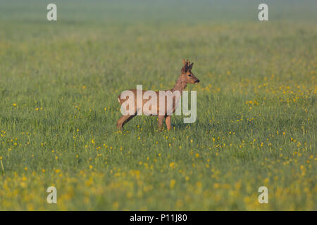 Junge natürliche Reh stehend im Löwenzahn, Gras, das Morgenlicht. Stockfoto