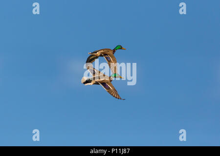 Zwei natürliche männliche Stockenten (Anas platyrhynchos) fliegen, blauer Himmel, Cloud Stockfoto