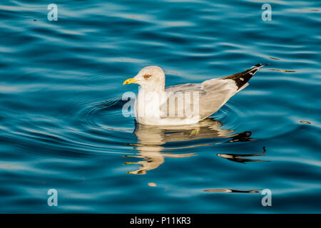 Eine Möwe Schwimmen im tiefblauen See Wasser. Europäische Silbermöwen, Möwen, Larus argentatus Stockfoto