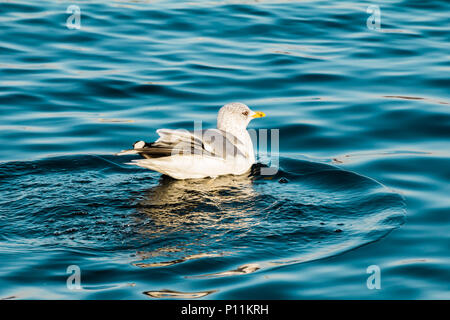 Eine Möwe Schwimmen im tiefblauen See Wasser. Europäische Silbermöwen, Möwen, Larus argentatus Stockfoto