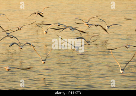 Rammstein über golden Meer Wasser fliegen auf den Sonnenuntergang. Europäische Silbermöwen, Möwen, Larus argentatus Stockfoto