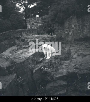 1950, historische Bild eines Eisbären im Scottish National Zoological Park (Zoo von Edinburgh, Edinburgh, Schottland, Großbritannien. Das Land der Zoo liegt an den Hängen des Corstorphine Hill und hier haben wir ein Eisbär allein sitzen Rocky's Gehäuse sehen. Stockfoto