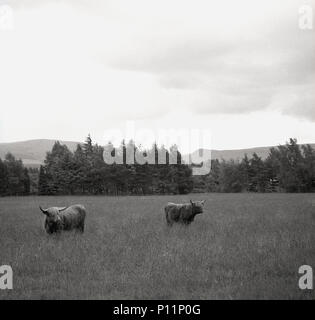 1950er Jahre, historische Bild von zwei Highland Cattle in einem Feld mit langem Gras, Highland, Schottland. Diese schottische Rasse ist unverwechselbar mit ihren geschwungenen Hörnern und flauschige Fell. Stockfoto