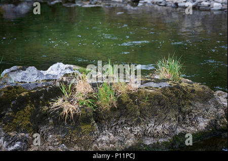 Weibliche Stockente (Anas platyrhynchos) mit Brut ruht auf einem großen Felsen in den Fluss Sauerteig, Nationalpark Lake District, Cumbria, England, UK, GB Stockfoto