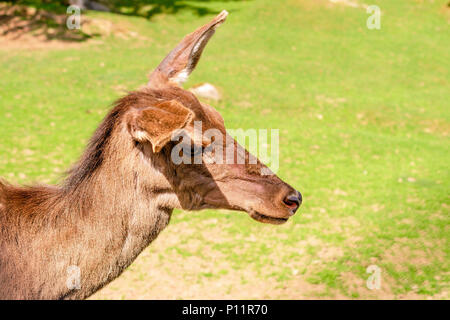 Portrait Hirsch (Dama Dama) auf der Lichtung oder auf der Liegewiese. Im Sommer sonnigen Tag. Close-up. Stockfoto