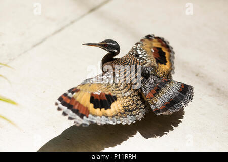 Eine Sonnenschlange (Eurypyga helias) breitet ihre Flügel in der Sonne aus, um ihre zwei großen Augenflecken zu zeigen, die sie während der Balz oder bei Bedrohung macht. Stockfoto