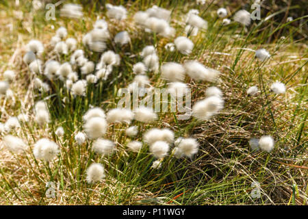 Die fruchtkörper Pflanze des Wollgras, Eriophorum angustifolium, weht im Wind auf das Moor in der Nähe von Altnabreac, Caithness, Schottland. 24. Mai 2018 Stockfoto