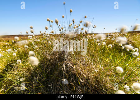 Die fruchtkörper Pflanze des Wollgras, Eriophorum angustifolium, weht im Wind auf das Moor in der Nähe von Altnabreac, Caithness, Schottland. 24. Mai 2018 Stockfoto