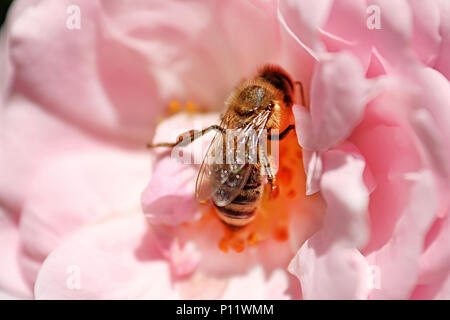 Biene ist in der Mitte von rosa Rose in der Spring Garden Stockfoto