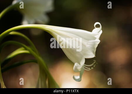 Crinum White Queen lily blühen im Frühling Garten. Stockfoto