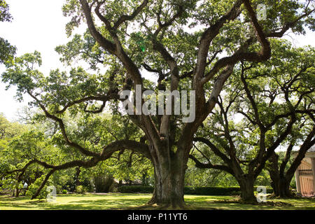Die historische Eichen am Oak Alley Plantation in Vacherie, Louisiana. Stockfoto