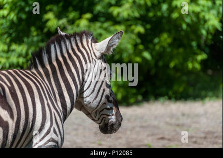 Porträt eines Zebras close-up. (Equus quagga) Stockfoto