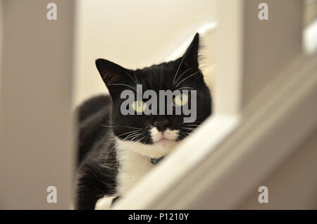 Schöne schwarze und weiße Katze durch das Geländer auf eine Treppe suchen Stockfoto